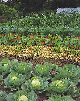Vegetable Gardening on Vegetable Garden Webquest